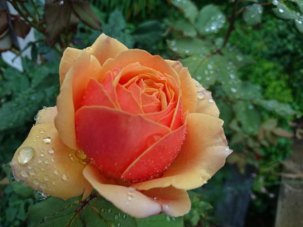 《バラ庭》ガーデンNOW～・・きのうのバラ庭～雨！!