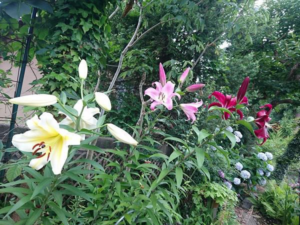 《バラ庭》ガーデンNOW～・・白いユリ開花！!