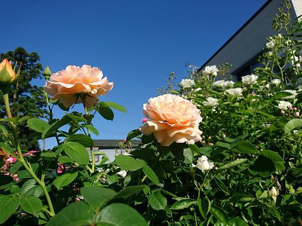 《バラ庭》ガーデンNOW～・・（6月回想）きょうの淡いバラ～(^^♪