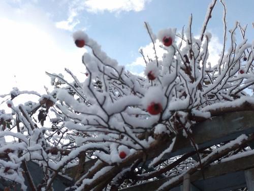 《バラ庭》ガーデンNOW～・・きのうの朝は青空、でもその後雪が！