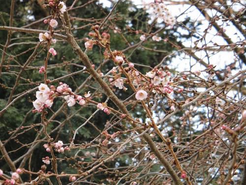 《バラ庭》つれづれ～・・長井小学校に桜が咲いています！
