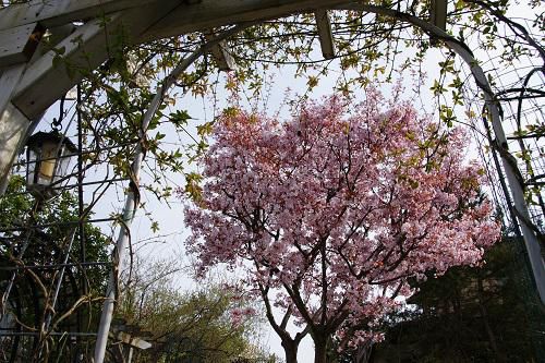 《バラ庭》ガーデンNOW～・・今日の桜～(^^♪