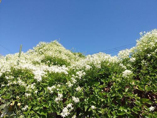 《バラ庭》ガーデンNOW～・・青空に満開の仙人草！