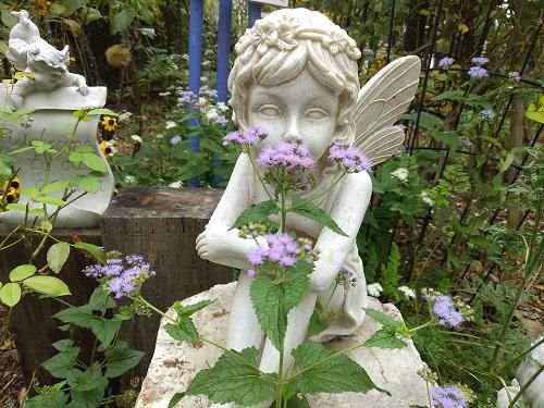《バラ庭》ガーデンNOW～・・きょうの妖精はフジバカマとコラボ！