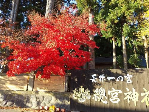 《バラ庭》つれづれ～・・長井一の宮、總宮神社の紅葉見ごろでした！