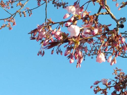 《バラ庭》ガーデンNOW～・・我庭の桜。。。開花！