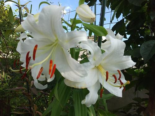 《バラ庭》ガーデンNOW～・・白いユリようやく開花。。。！