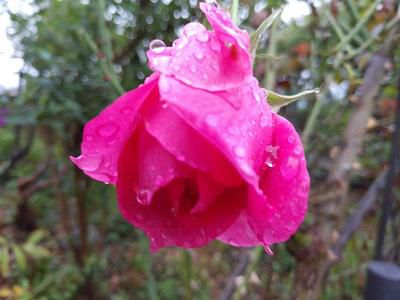 《バラ庭》ガーデンNOW～・・秋雨のバラ・・・