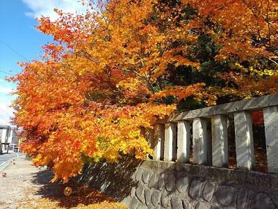 《バラ庭》つれづれ～・・長井一の宮、總宮神社の紅葉早いですね！