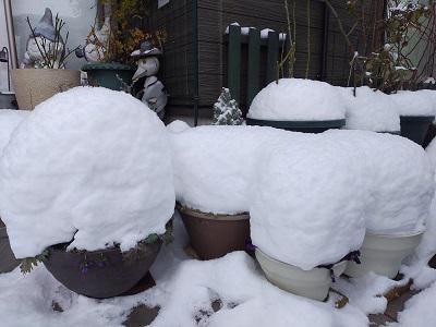 《バラ庭》ガーデンNOW～・・きのうまで雪がすごがった！