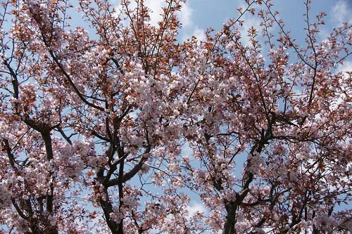 《バラ庭》ガーデンNOW～・・きょうも桜です～