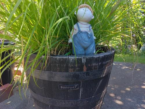 《バラ庭》ガーデンNOW～・・ウイスキー樽鉢は本物です！！
