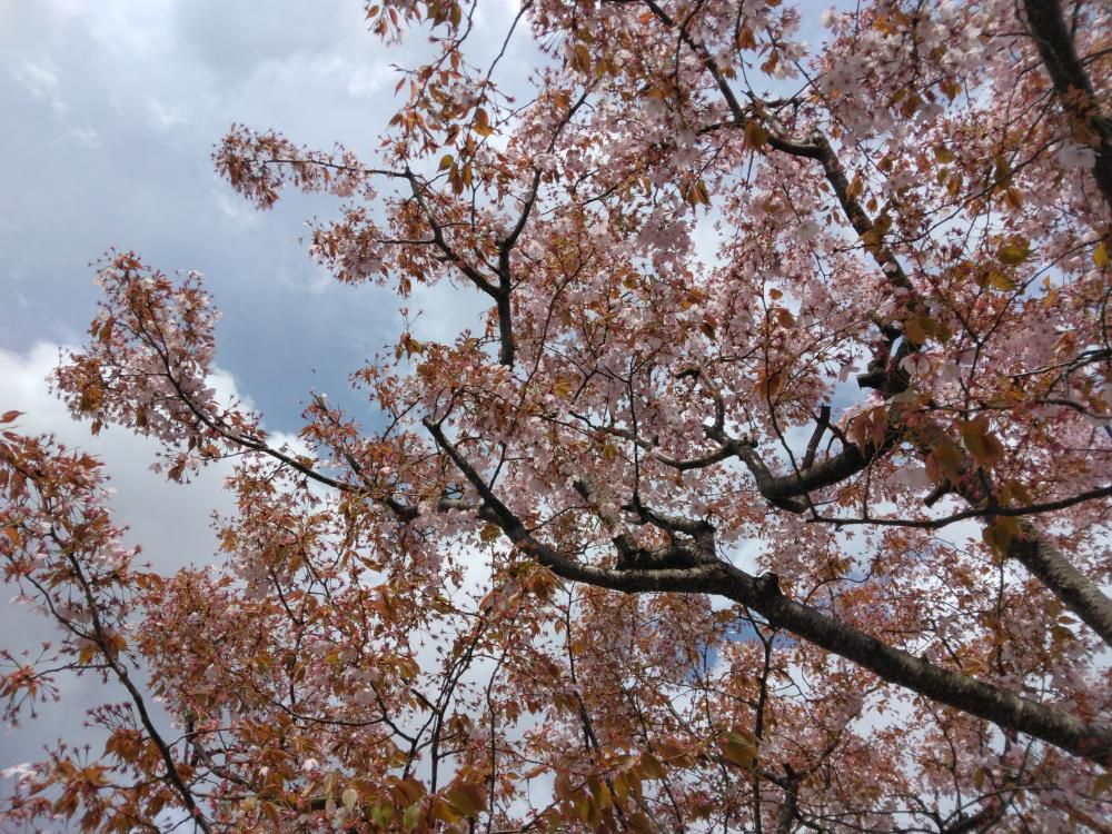 《バラ庭》ガーデンNOW～我庭の桜は、銅葉も一緒に楽しめます～♪