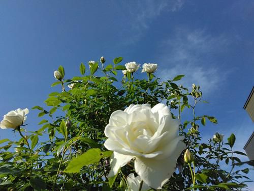 《バラ庭》ガーデンNOW～朝の青空コラボ～♪