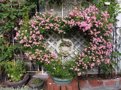 《バラ庭》オープンガーデン・・ハートのバラ”みやび”が人気です～♪