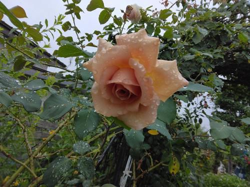 《バラ庭》ガーデンNOW～・・きょうは恵みの雨～！