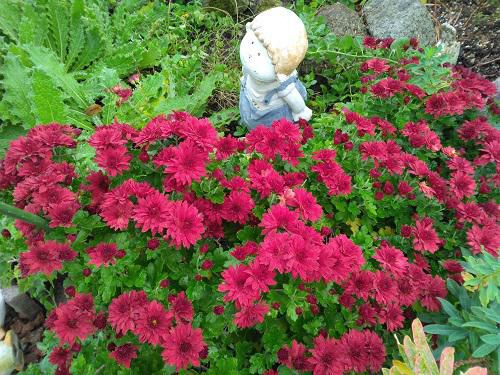 《バラ庭》ガーデンNOW～秋の庭、マムが主役～♪