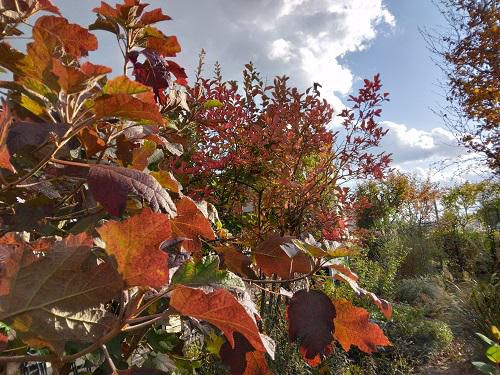 《バラ庭》ガーデンNOW～我庭の紅葉は。。。