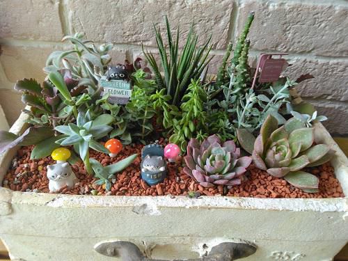 《バラ庭》ばーばの庭遊び・・多肉植物のメンテようやく終わりました～！