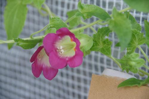 《バラ庭》じーじの写真館・・『ガーデンルーム』の花達　　　　