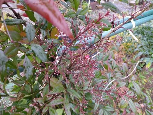 《バラ庭》ガーデンNOW～外は・・ガッカリです。