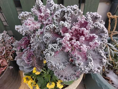 《バラ庭》つれづれ～・・明日は大みそか！今年も終わり。そして・・・