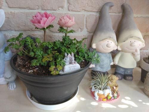 《バラ庭》つれづれ～・・あしたは『雨水』、春近し～♪