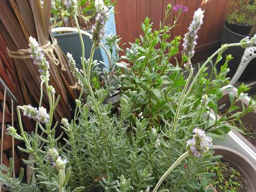 《バラ庭》つれづれ～・・『ガーデンルーム』も暑いです！