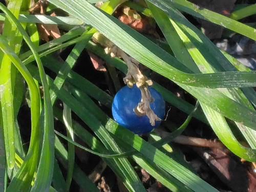 《バラ庭》ガーデンNOW～明日からの予報は寒の戻り！