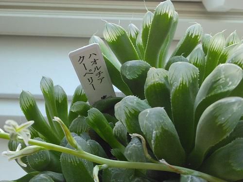 《バラ庭》つれづれ～・・春はどこかへ飛んで行っちゃいました！