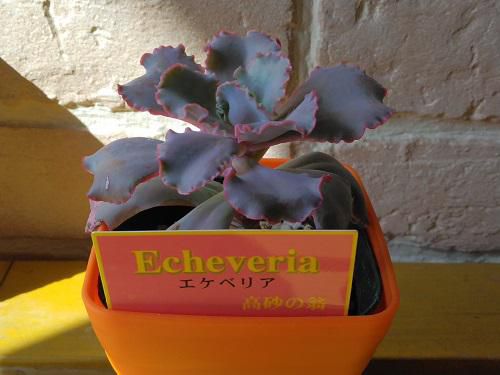 《バラ庭》ばーばの庭遊び・・多肉おばさんです～