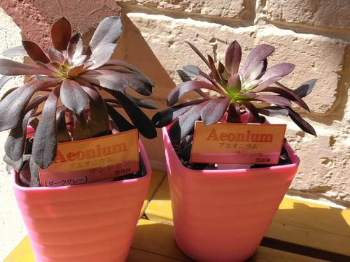 《バラ庭》ばーばの庭遊び・・多肉おばさん～もう少し