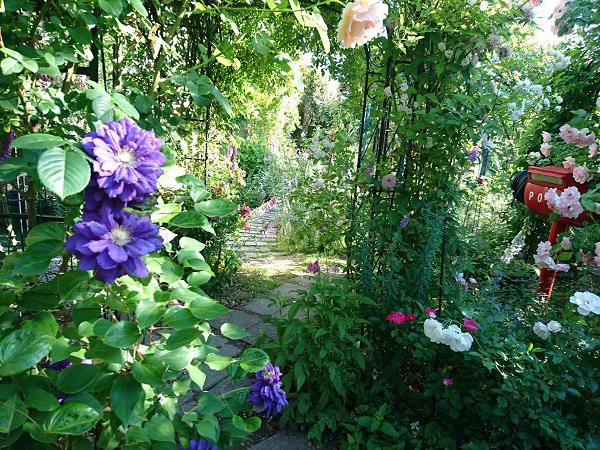 《バラ庭》オープンガーデン情報～・・きょう、朝の庭一周！！