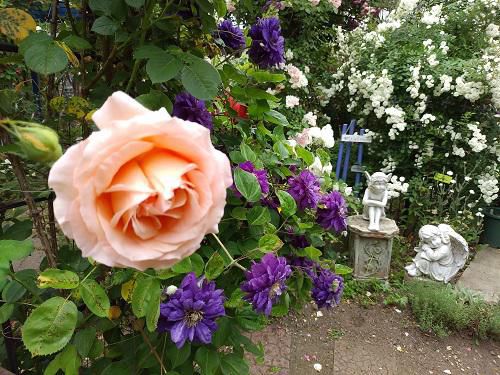 《バラ庭》ガーデン～・・メモリアル～6/11の庭、クレマチス見頃です！
