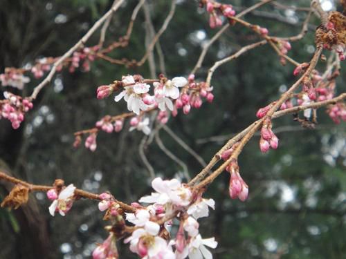 《バラ庭》つれづれ～・・長井小学校に桜が咲きました！