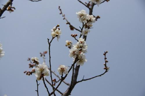 《バラ庭》つれづれ～・・長井の梅林咲き始めました！