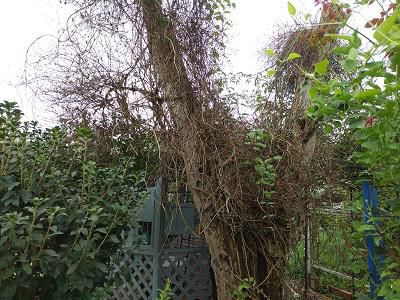 《バラ庭》ガーデンワーク～・・枯れた栗の木に絡んだつる性植物！