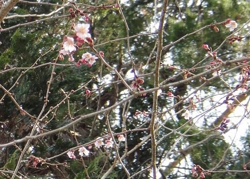 《バラ庭》つれづれ～・・長井小学校の桜、ツボミ見っけ！