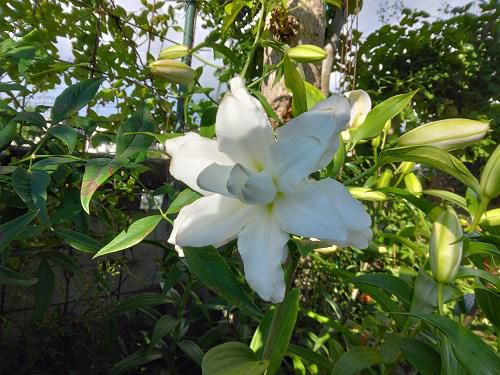 《バラ庭》ガーデンNOW～白いユリが開花～♪