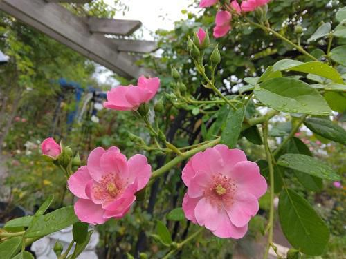 《バラ庭》ガーデンNOW～恵みの雨！！！