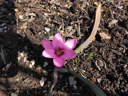 《バラ庭》ガーデンワーク～今日は春らしい天気～！