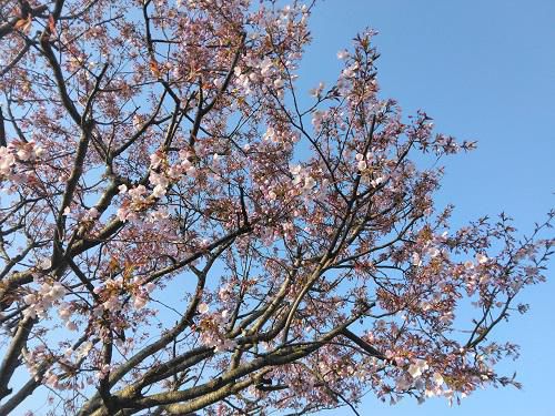 《バラ庭》ガーデンNOW～うちのお気に入りの桜。。。