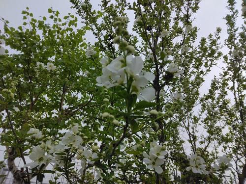 《バラ庭》ガーデンNOW～利休梅も開花しました！