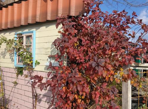 《バラ庭》ガーデンNOW~今年の庭も終わりです~!