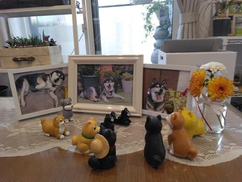 《バラ庭》黒柴サスケ~・・きょうは青空、いい天気でしたね!!