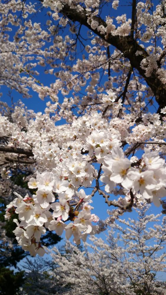 松ヶ岬公園お堀沿いの桜が満開です