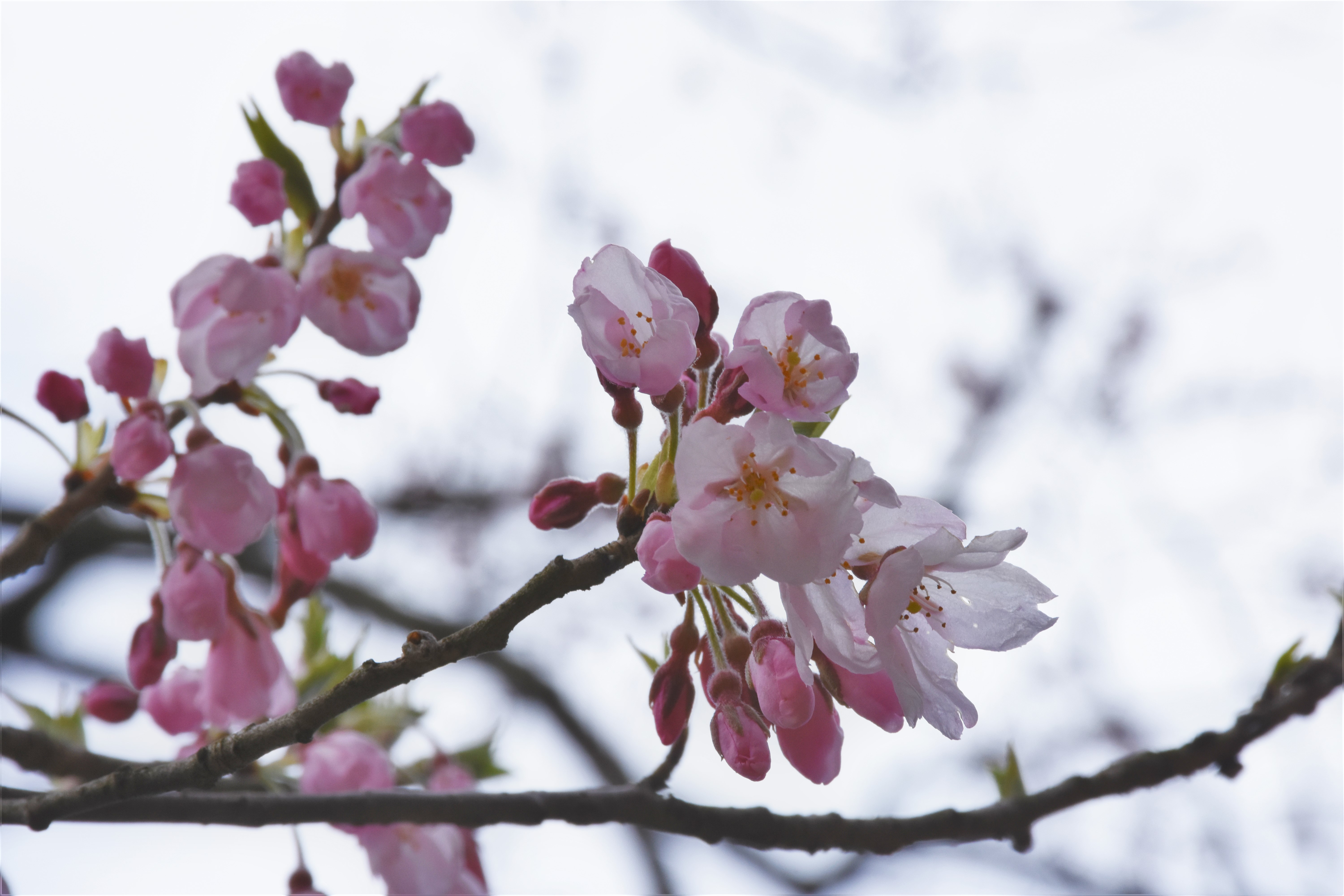 昨日までで桜の開花 発表があった最も北の地点はどこ