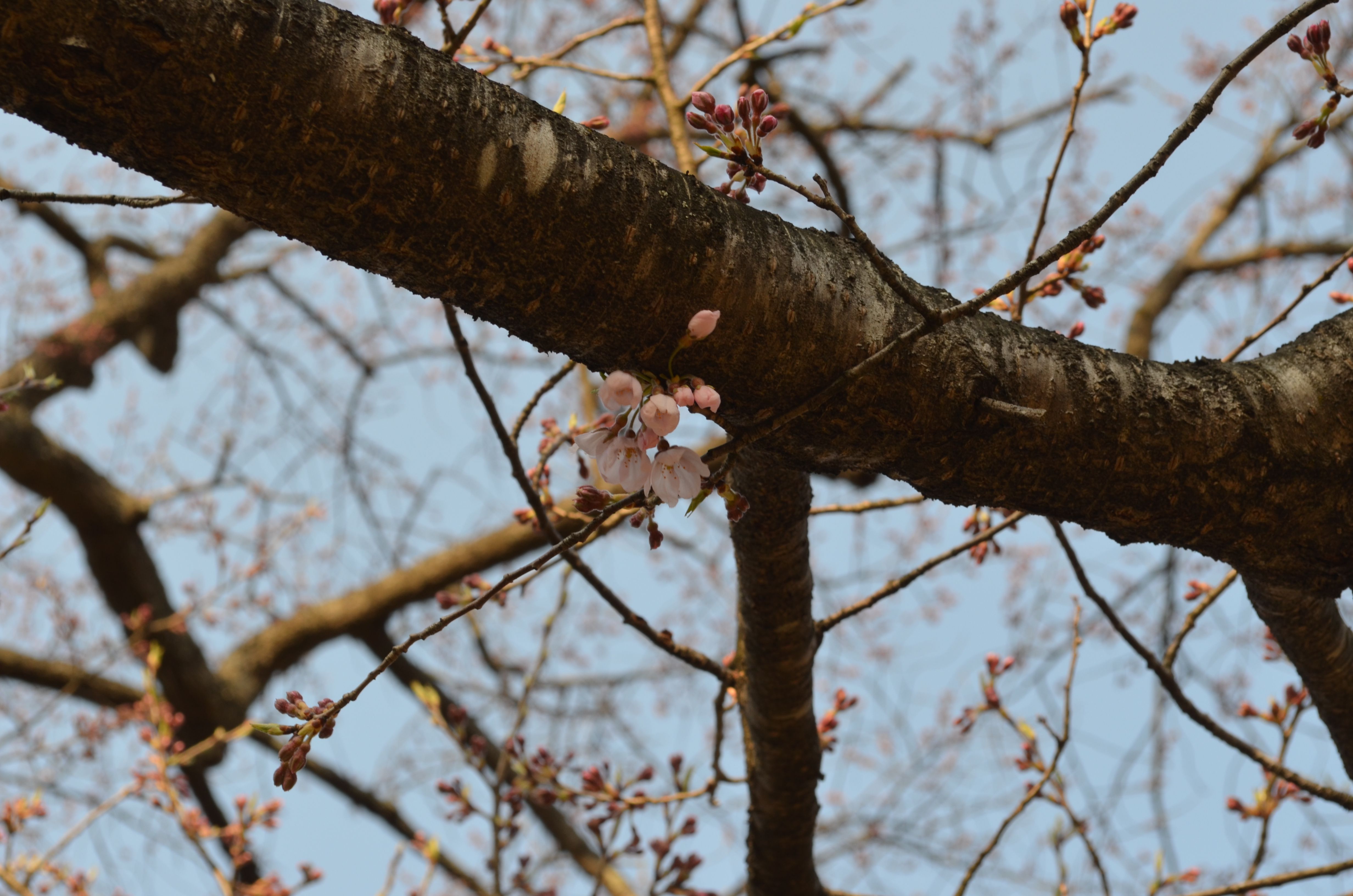 桜開花！！