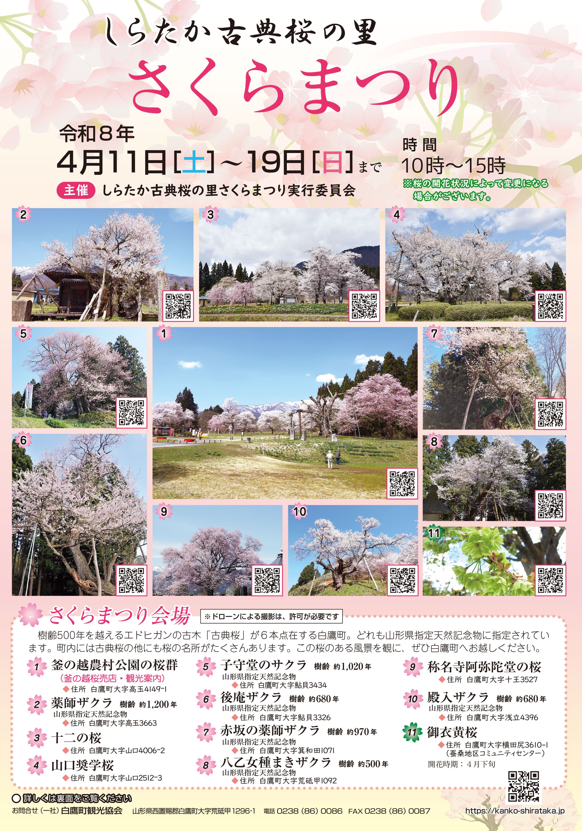 令和8年 しらたか古典桜の里 さくらまつり