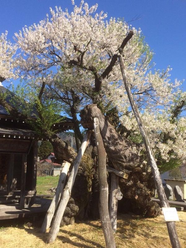 4/29 古典桜開花情報